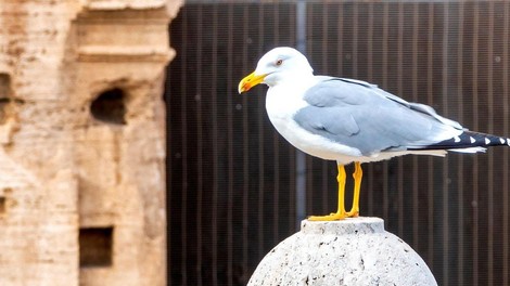 živali ptice Ljubljana galeb urbanizacija