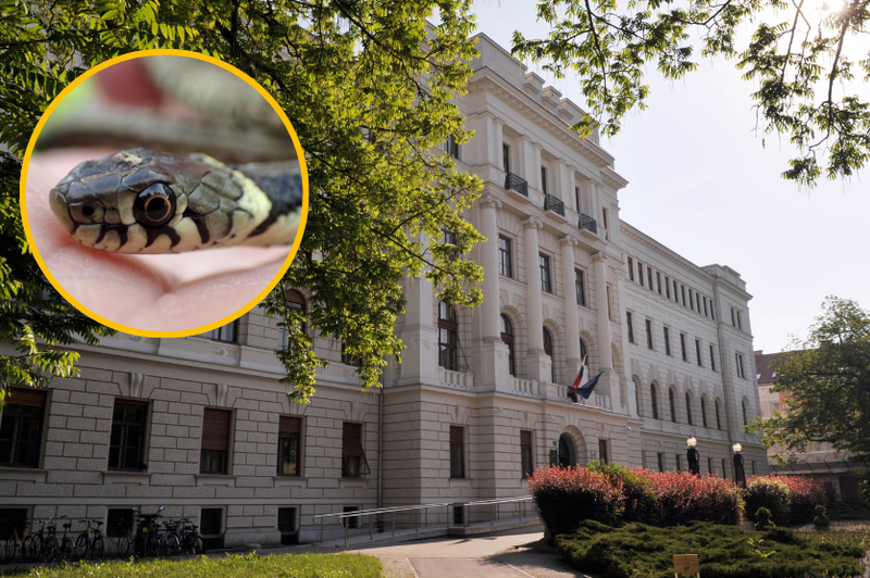 Fotografija kače je simbolična. (foto: fotomontaža Bobo/Profimedia)