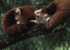 Čudoviti prizori prijateljstva v živalskem svetu (iz ZOO Ljubljana)