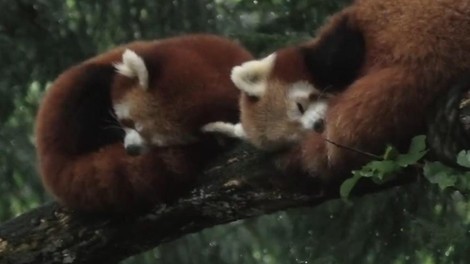 živali ZOO Ljubljana prijateljstvo čustva ljubezen