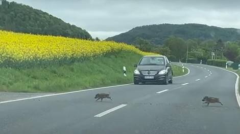 živali divja svinja divji prašič promet cesta