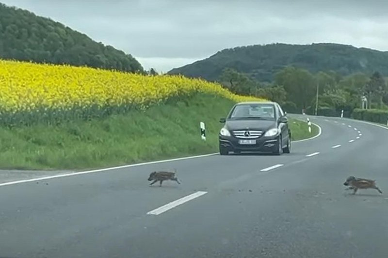 Voznike presenetil prizor, ki ga ne bodo pozabili (poglejte ta posnetek) (foto: Youtube/posnetek zaslona)