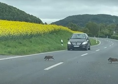 Voznike presenetil prizor, ki ga ne bodo pozabili (poglejte ta posnetek)