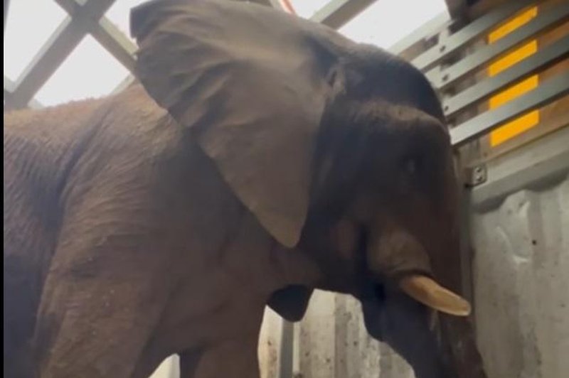 V ZOO Ljubljana so imeli eno noč 'na počitnicah' čisto pravega afriškega slona (poglejte posnetek) (foto: ZOO Ljubljana/Facebook/posnetek zaslona)