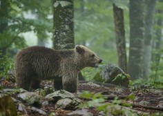 Po ulicah Kočevja se sprehaja medvedji mladič