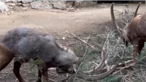 živali ZOO Ljubljana kozorogi