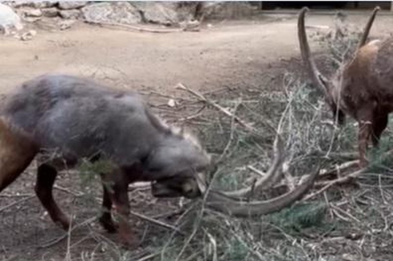 Metallica v živalskem vrtu? (foto: ZOO Ljubljana/Facebook/posnetek zaslona)