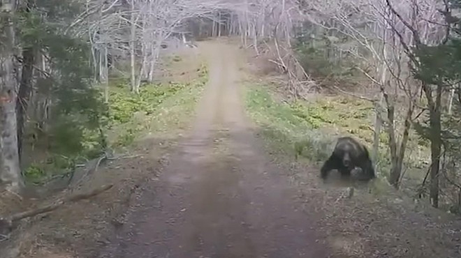 Mirna vožnja po gozdu se je sprevrgla v grozljivko, ko je pridivjala mama medvedka (poglejte posnetek) (foto: Youtube/posnetek zaslona)