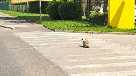 živali pogrešana psička Kranj Gorenjska, iskanje