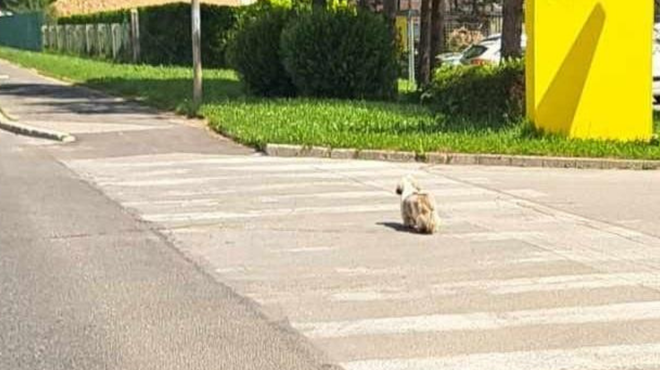 Iskalna akcija na Gorenjskem se nadaljuje (niso obupali, a zdaj je na potezi Lili) (foto: Facebbok/K9 iskanje pogrešanih - Slovenija)