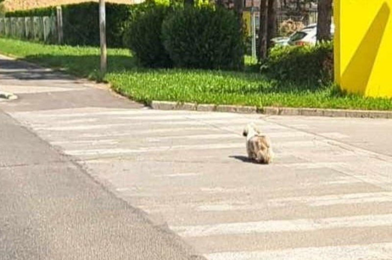 Iskalna akcija na Gorenjskem se nadaljuje (niso obupali, a zdaj je na potezi Lili) (foto: Facebbok/K9 iskanje pogrešanih - Slovenija)