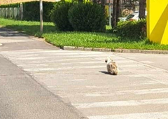 Iskalna akcija na Gorenjskem se nadaljuje (niso obupali, a zdaj je na potezi Lili)