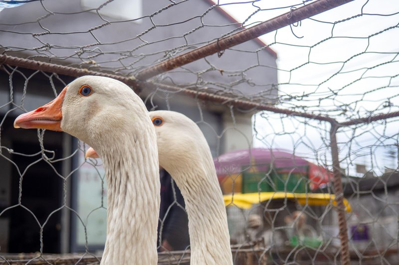 V Sloveniji potrjena primera ptičje gripe pri perutnini: preverite, kje (pozivajo k previdnosti) (foto: Profimedia)