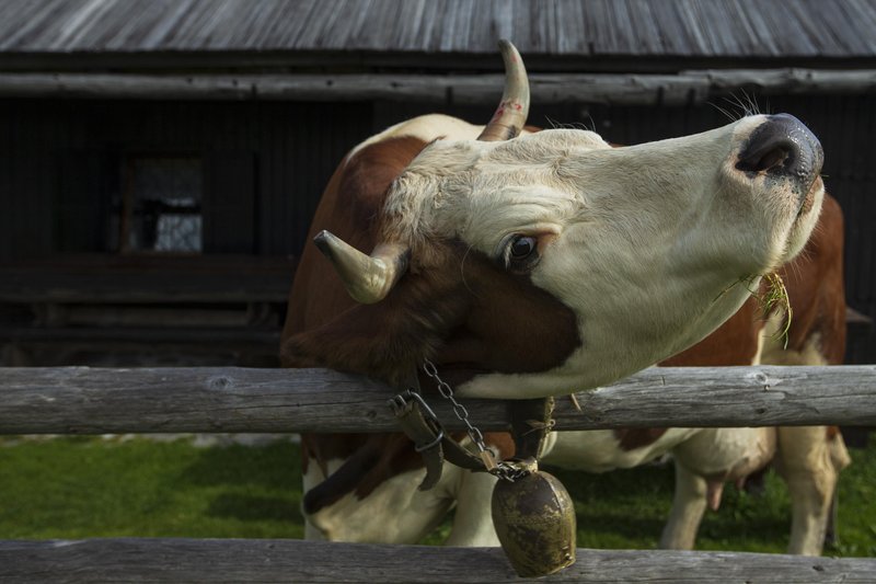 Večina ljudi ima s kravami in biki povsem prijetne izkušnje.