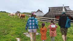 živali krava bik napad planina