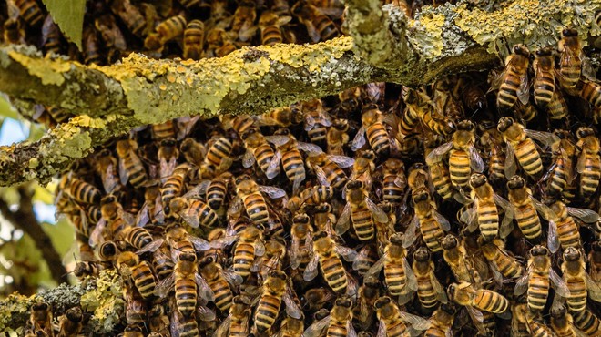 Veste, kaj morate nemudoma storiti, če opazite čebelji roj? (foto: Profimedia)