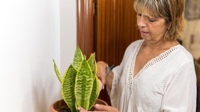 Nezahtevne rastline, ki uspevajo tudi tistim, ki niso vrtnarski mojstri (foto: Profimedia)