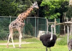 Vas je kdaj zanimalo, kako pije žirafa? (Poglejte posnetek iz ZOO Ljubljana)