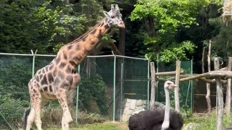 živali žirafa živalski vrt ZOO Ljubljana