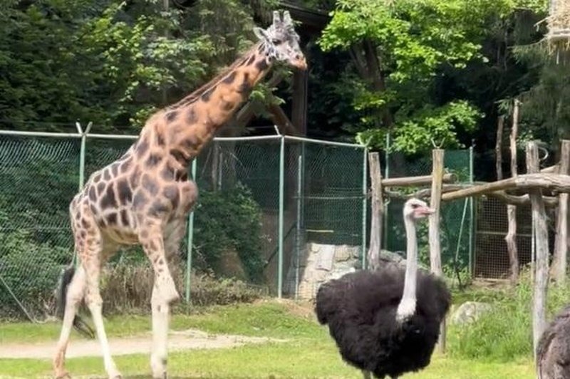 Vas je kdaj zanimalo, kako pije žirafa? (Poglejte posnetek iz ZOO Ljubljana) (foto: ZOO Ljubljana/Facebook/posnetek zaslona)