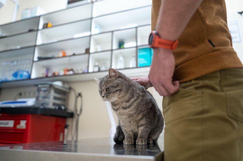 Lastniki v dobri veri, da ji bodo pomagali, svojo mačko velikokrat zastrupijo (foto: Profimedia)