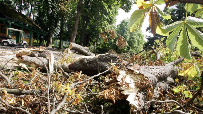 Neurje zopet pokazalo zobe: poplave, podrta drevesa in ponekod tudi toča (foto: Tina Kosec/Bobo)