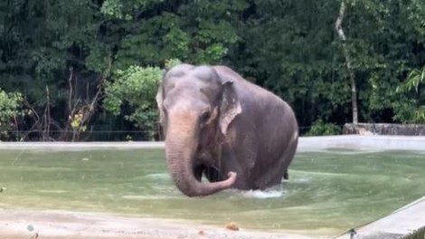 živali ZOO Ljubljana slonica Ganga bazen