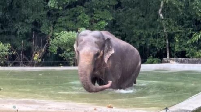 Slonica Ganga iz ZOO Ljubljana ima nov bazen – poglejte, kako ga je sprejela (foto: ZOO Ljubljana/Facebook/posnetek zaslona)