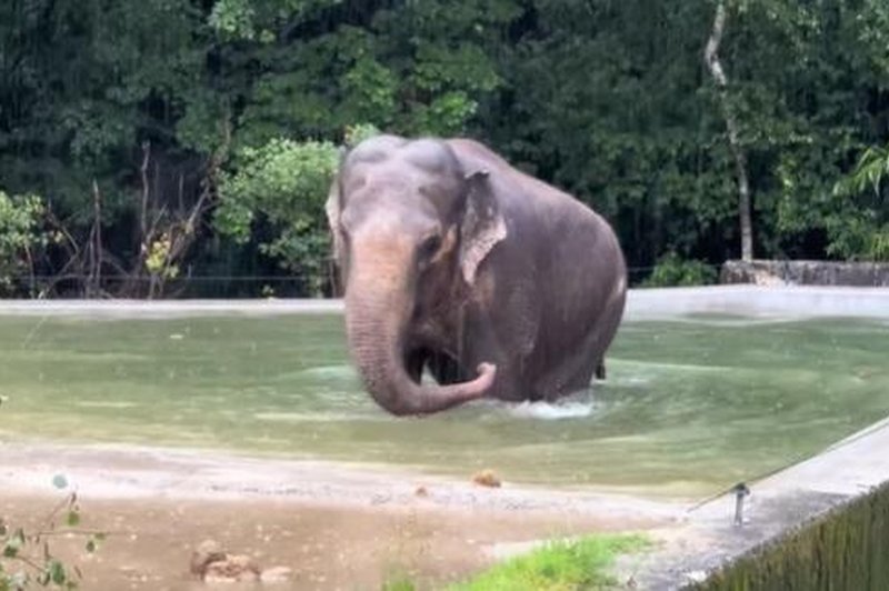 Slonica Ganga iz ZOO Ljubljana ima nov bazen – poglejte, kako ga je sprejela (foto: ZOO Ljubljana/Facebook/posnetek zaslona)