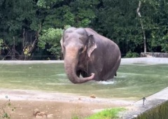 Slonica Ganga iz ZOO Ljubljana ima nov bazen – poglejte, kako ga je sprejela