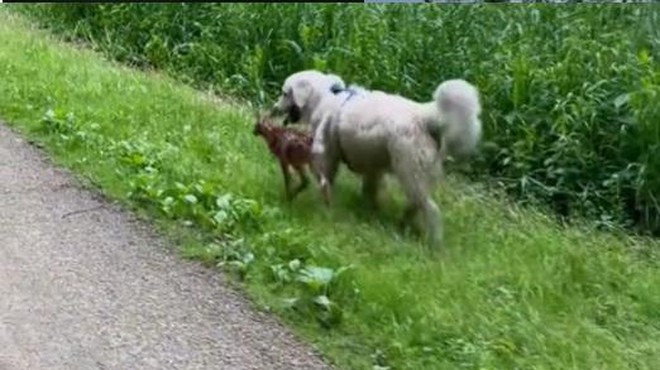 Običajen sprehod s psom se je spremenil v nepozabno doživetje (ki pa ima tudi temno plat) (foto: Tik Tok/posnetek zaslona)