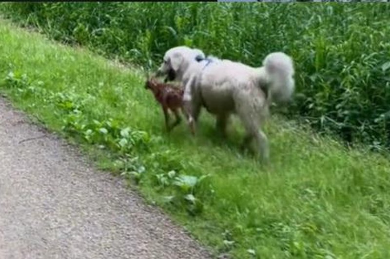 Običajen sprehod s psom se je spremenil v nepozabno doživetje (ki pa ima tudi temno plat) (foto: Tik Tok/posnetek zaslona)