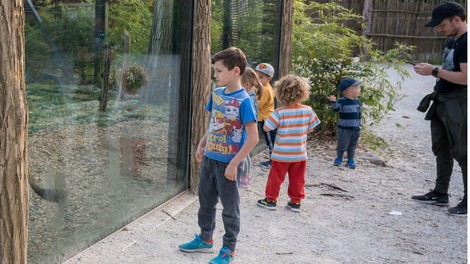 živali, ZOO Ljubljana, mladiček, prašiček