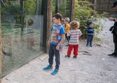 Nov mladiček v ZOO Ljubljana (če to ni nekaj najbolj prikupnega!)