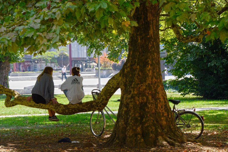 park drevo Ljubljana