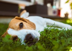 Veterinarka izpostavila 10 pasem psov, ki zelo slabo prenašajo poletno vročino