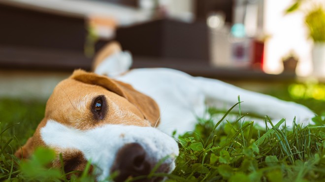 Veterinarka izpostavila 10 pasem psov, ki zelo slabo prenašajo poletno vročino (foto: Profimedia)