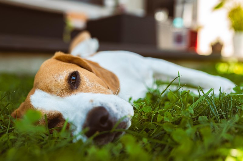 Veterinarka izpostavila 10 pasem psov, ki zelo slabo prenašajo poletno vročino (foto: Profimedia)