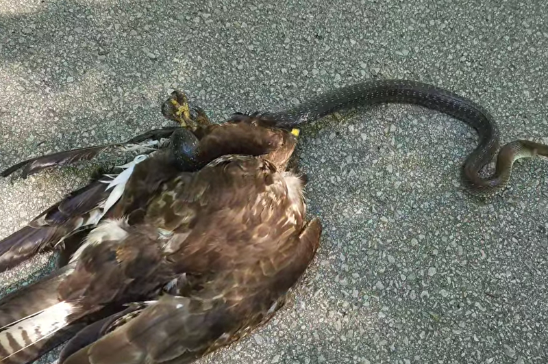 VIDEO: Osupljiv posnetek boja na življenje in smrt med kanjo in navadnim gožem (kača ni hotela postati zajtrk) (foto: Facebook/Dušan Klenovšek/posnetek zaslona)