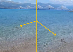 Preplah na priljubljeni grški plaži: turisti so v paniki kričali, ko so videli, kaj je prišlo iz vode (VIDEO)