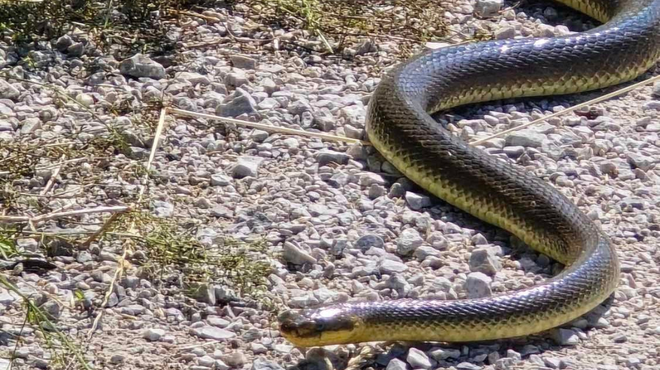 Sprehajalec na Piramidi v Mariboru posnel ogromno kačo – kaj storiti v takšni situaciji? (VIDEO) (foto: Facebook Boris Radevski)