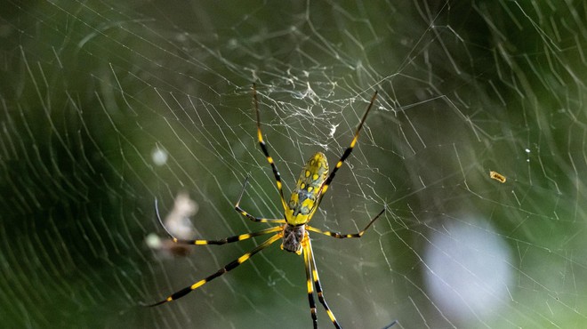 Nočna mora: razmnožili so se ogromni leteči pajki! (Gre za pravo invazijo!) (foto: Profimedia)