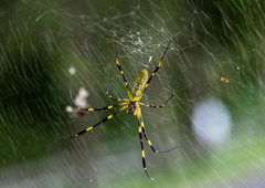 Nočna mora: razmnožili so se ogromni leteči pajki! (Gre za pravo invazijo!)