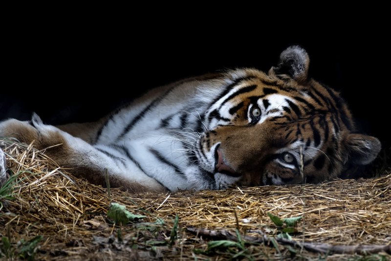 Sibirski tiger je največja divjinska mačka.