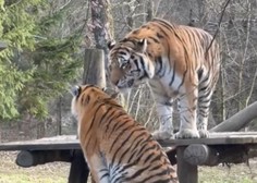 Slovo dveh sibirskih tigrov iz ZOO Ljubljana: Srečno Vita in Botsman!