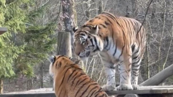 Slovo dveh sibirskih tigrov iz ZOO Ljubljana: Srečno Vita in Botsman! (foto: ZOO Ljubljana/Facebook/posnetek zaslona)