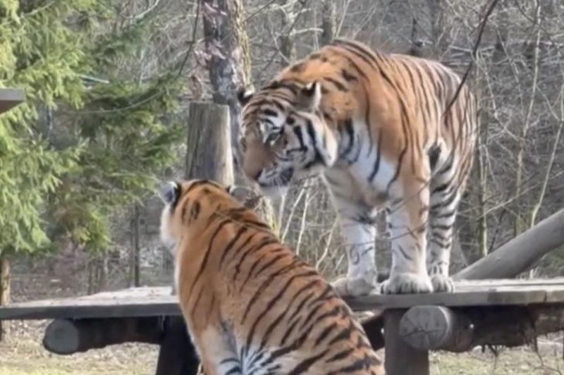 Slovo dveh sibirskih tigrov iz ZOO Ljubljana: Srečno Vita in Botsman! (foto: ZOO Ljubljana/Facebook/posnetek zaslona)