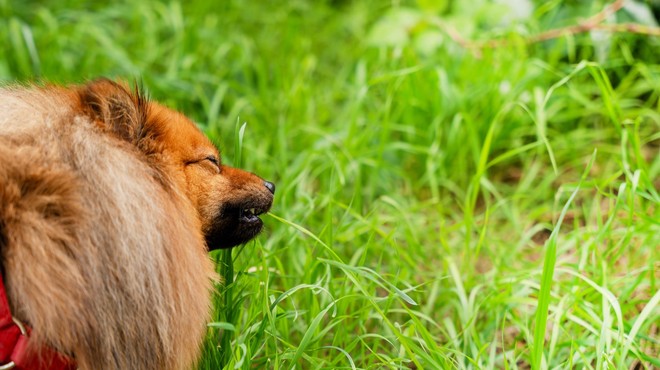 Poznate nevarnost, ki te dni preti psom na travnikih? (foto: Profimedia)