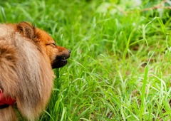 Poznate nevarnost, ki te dni preti psom na travnikih?