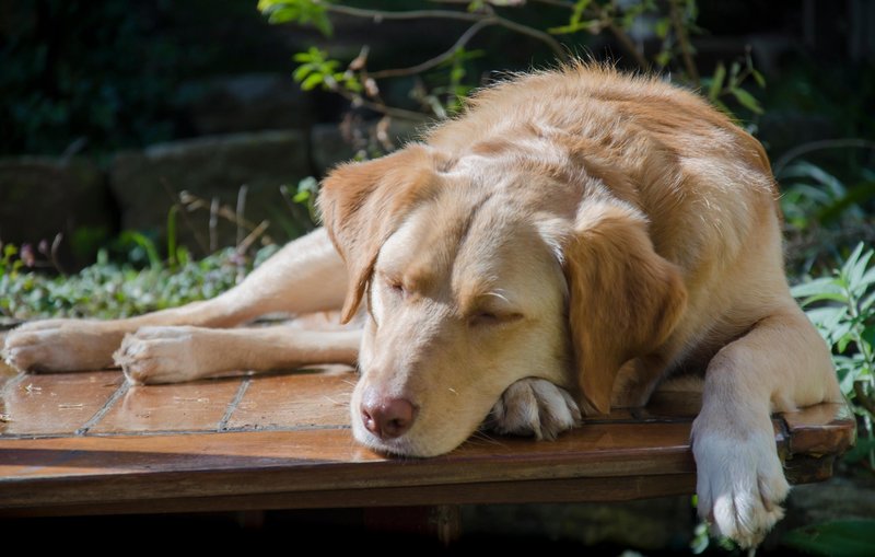 Naj psu še tako ugaja - ne pustite mu ležati na soncu.